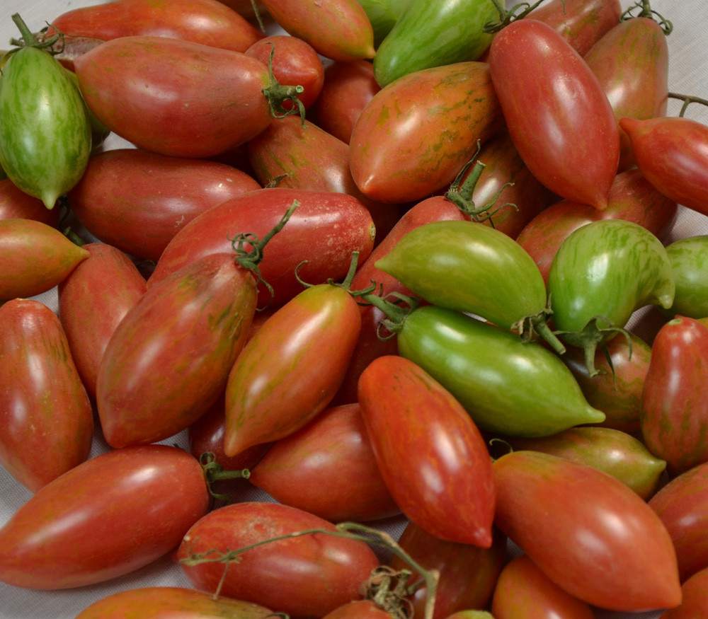 Tomato pink elephant: description of the variety, photo, characteristics, cultivation 16 Tomato pink elephant: description of the variety, photo, characteristics, cultivation 57